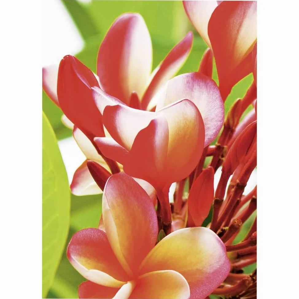 Avery Zweckform Art. 2739 Premium Inkjet Fotopapier (50 Blatt, 250 g/m², DIN A4, hochglänzende Fotokarten, einseitig beschichtet, sofort trocken & wischfest, Fotoblätter für Inkjet-Drucker) weiß